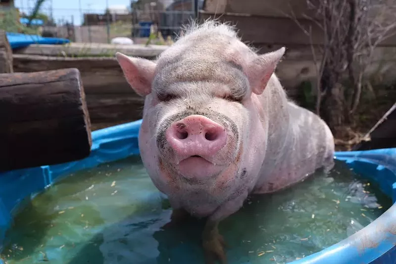 Image: Party (for a good cause) with pigs this Saturday.