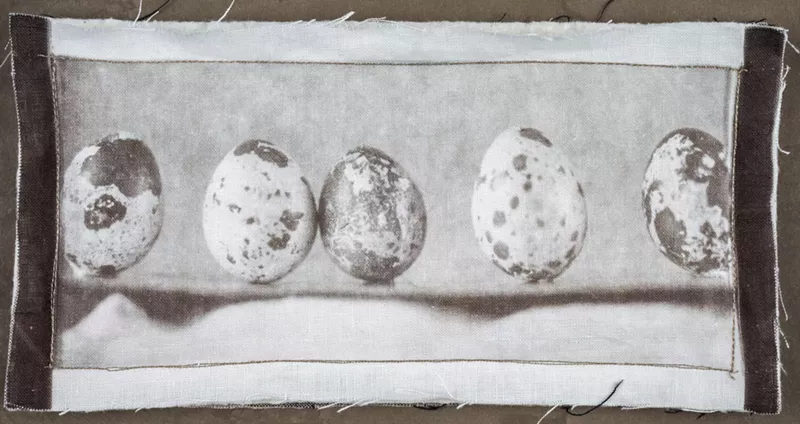 Image: Jacqueline Webster, "Quail Eggs," Van Dyke brown on linen from a wet plate collodion negative, cotton batting, thread; 2016.