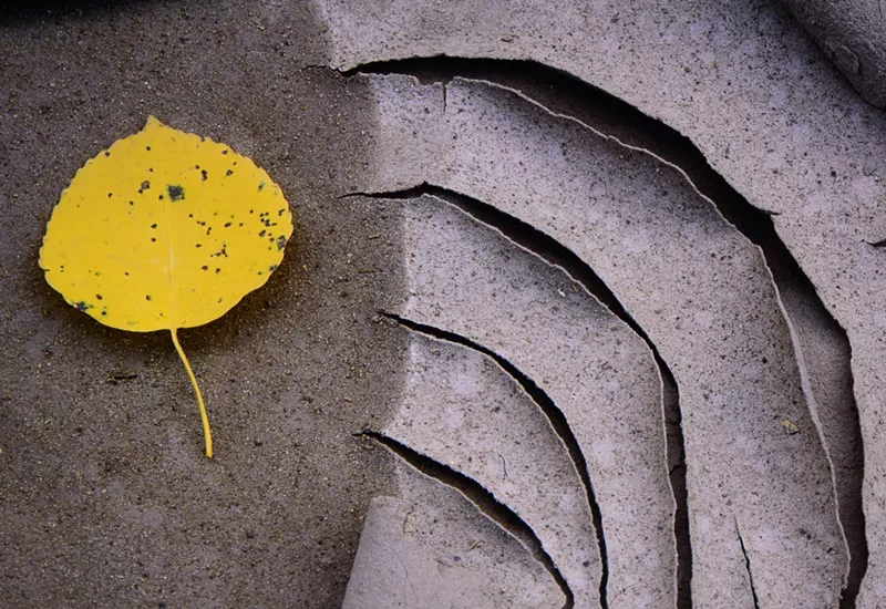 Image: Jim Milmoe, "Aspen Leaf and Mud."