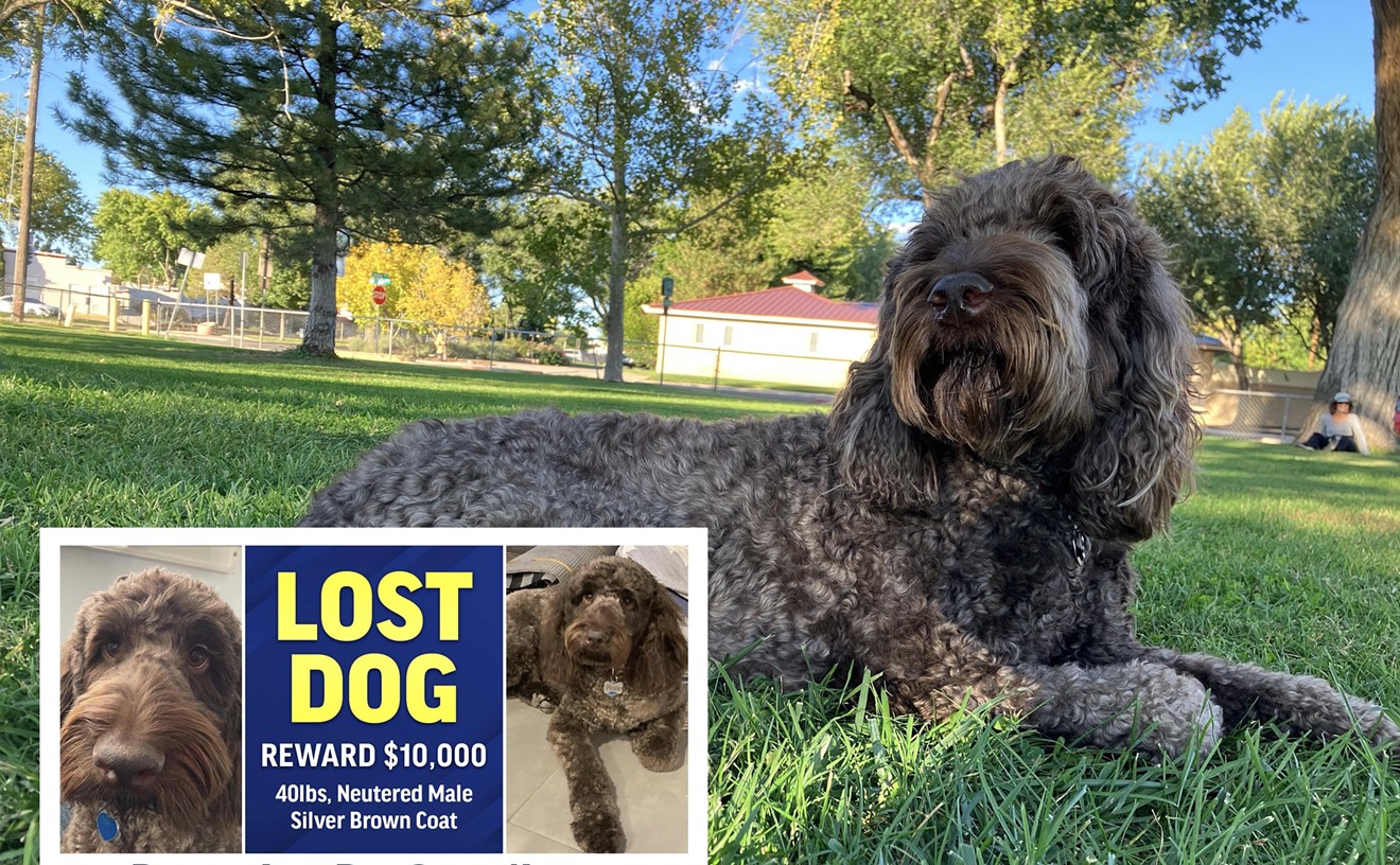 Missing Denver Dog Sparks RTD Ads, Billboards and $10,000 Reward