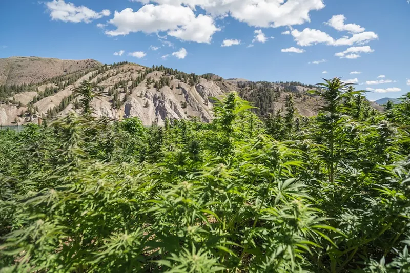 Image: An Eagle County marijuana farm during the early growing season.
