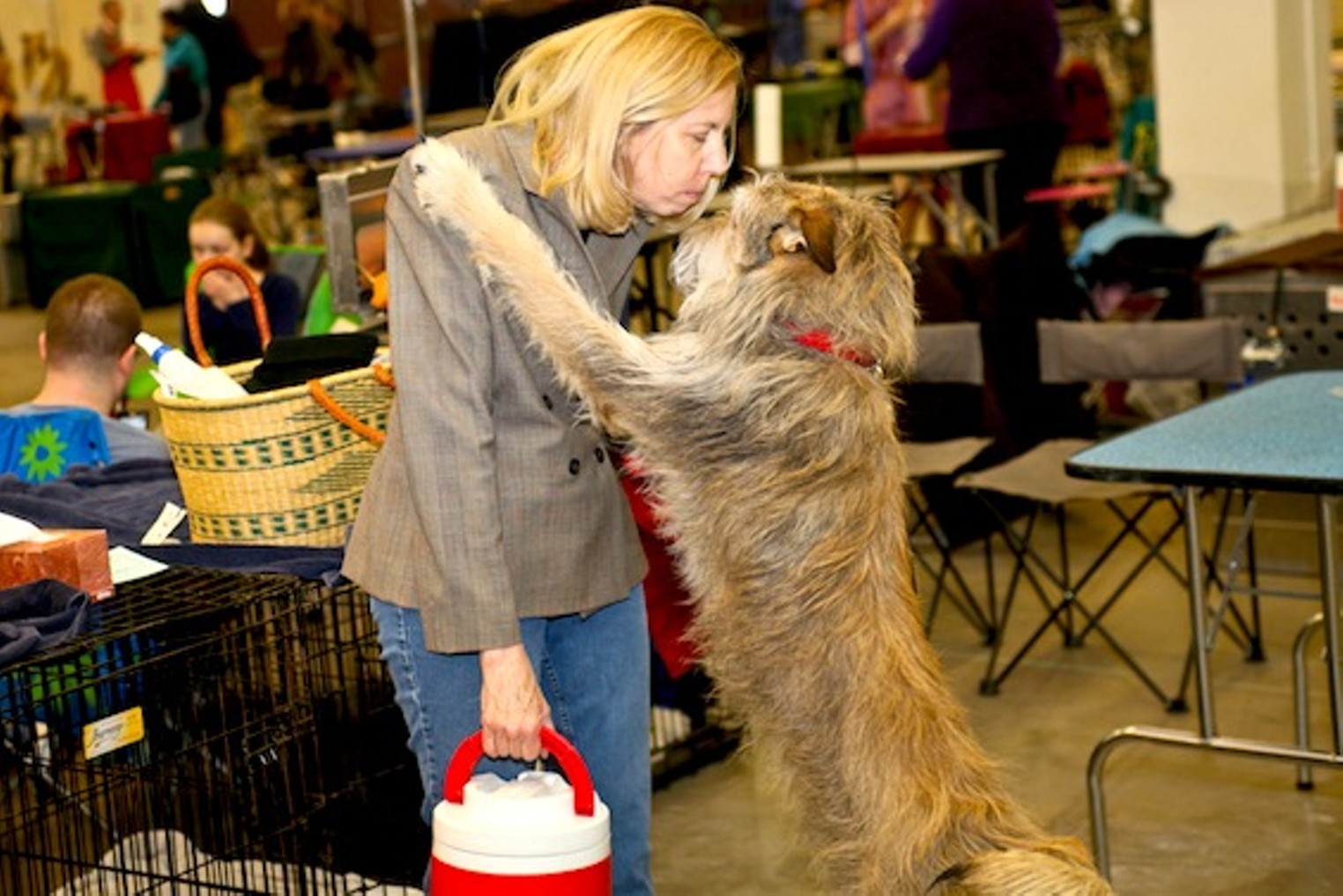 40 Cutest Canines of the Dog Show Denver Denver Westword The