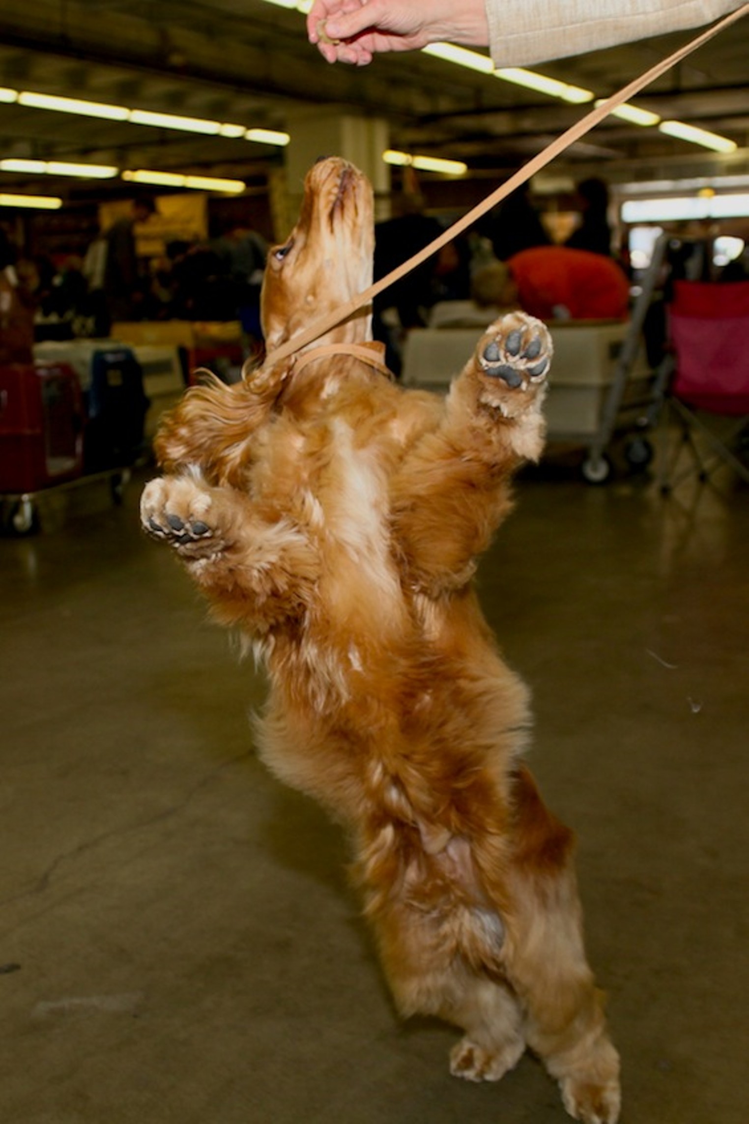 40 Cutest Canines of the Dog Show Denver Denver Westword The