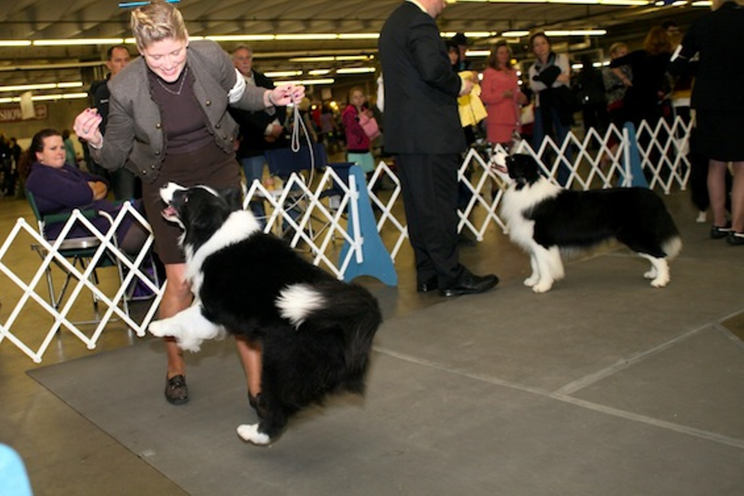 40 Cutest Canines of the Dog Show Denver Denver Westword The