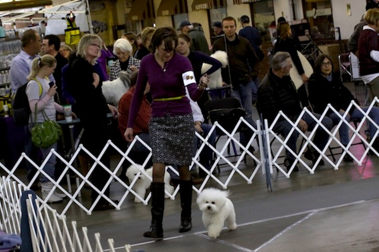 40 Cutest Canines of the Dog Show Denver Denver Westword The