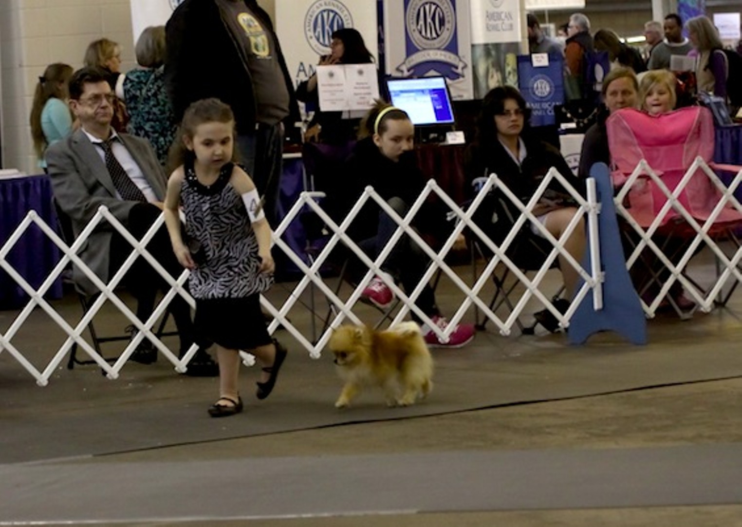 40 Cutest Canines of the Dog Show Denver Denver Westword The