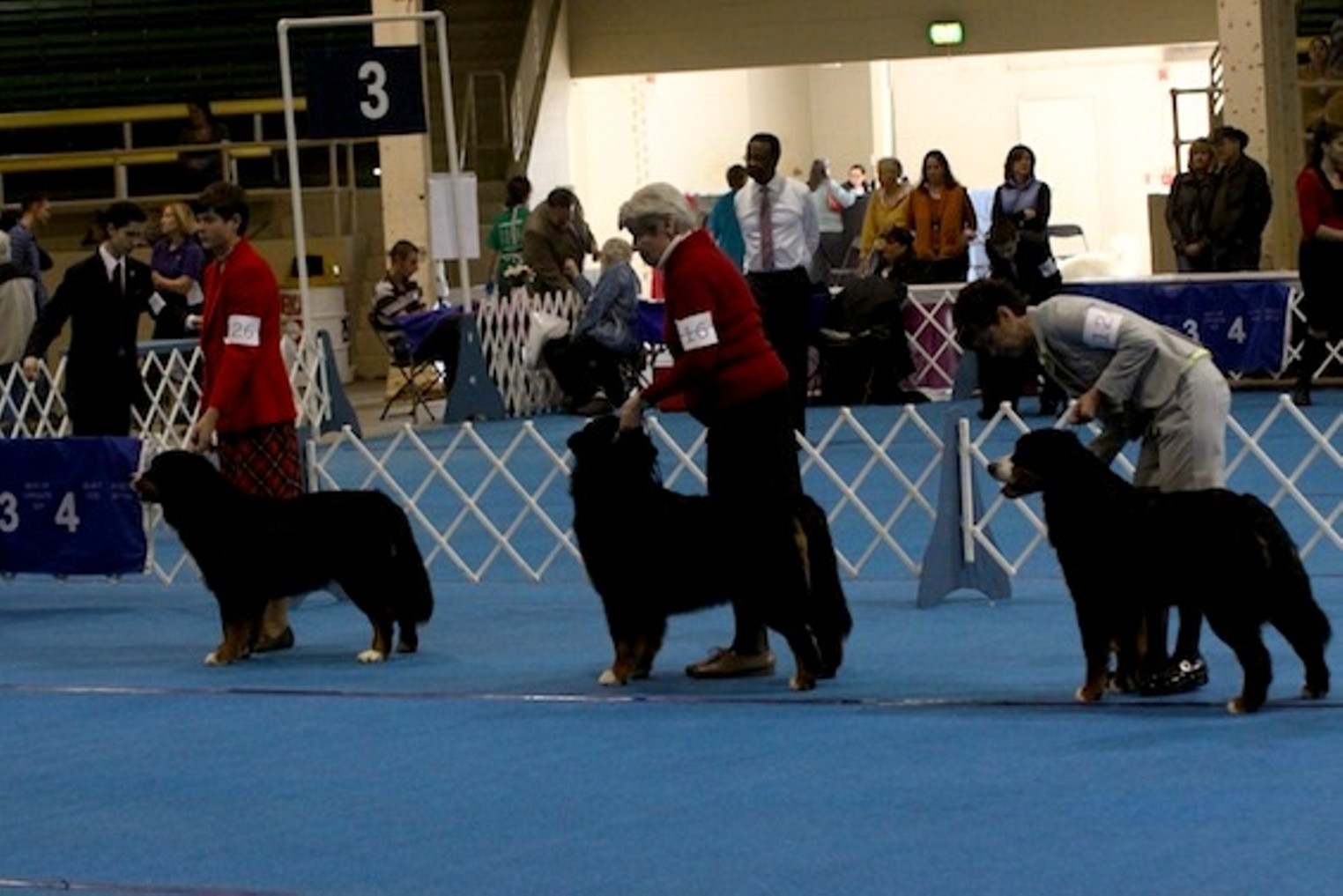 40 Cutest Canines of the Dog Show Denver Denver Westword The