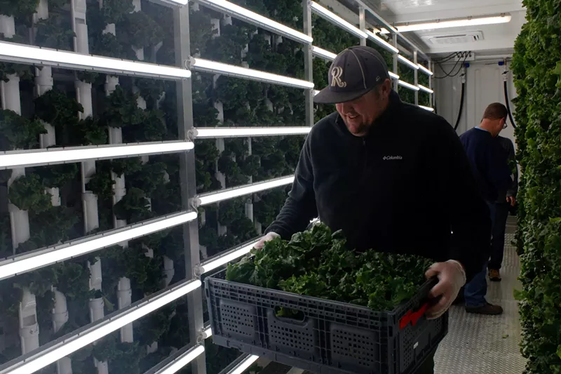 Image: All these greens are growing inside a shipping container.