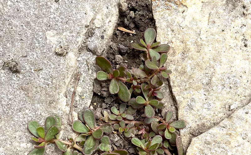 Image: A Guide to Some of Colorado’s Edible Wild Plants
