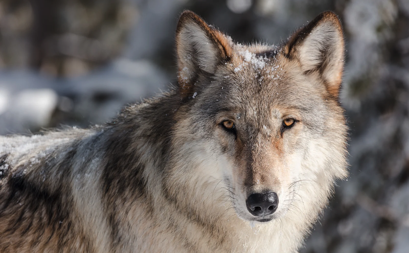 Image: Colorado's First Year of Wolf Reintroduction