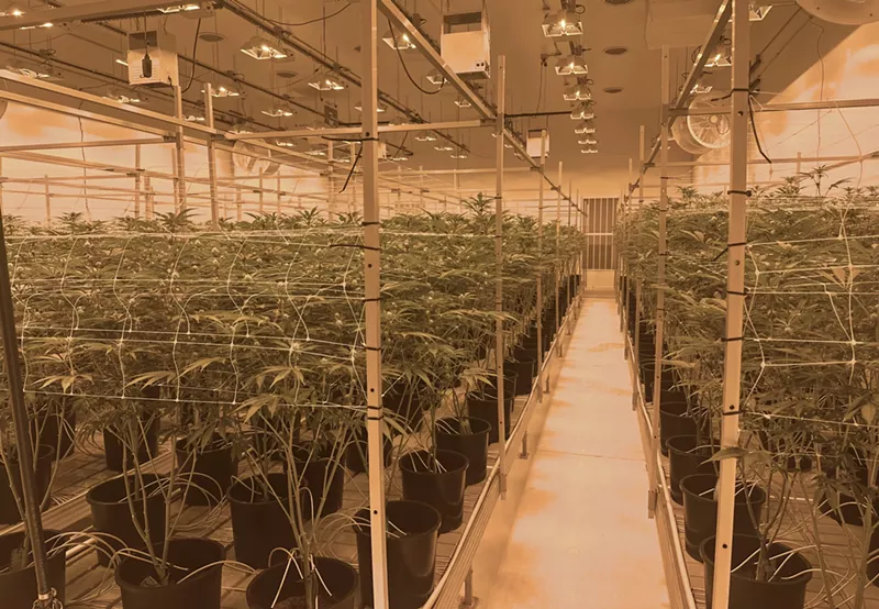 Image: Cannabis plants grow indoors