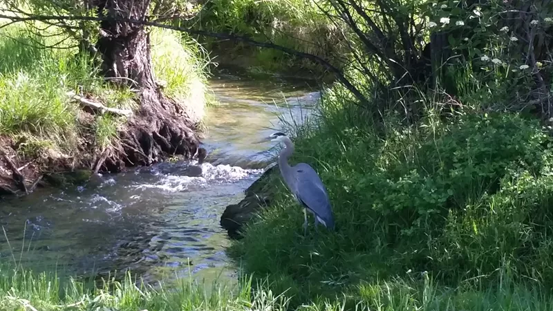 Image: A blue heron by Ralston Creek in Maple Valley Park, an estimated 100 feet from the proposed Amazon site.