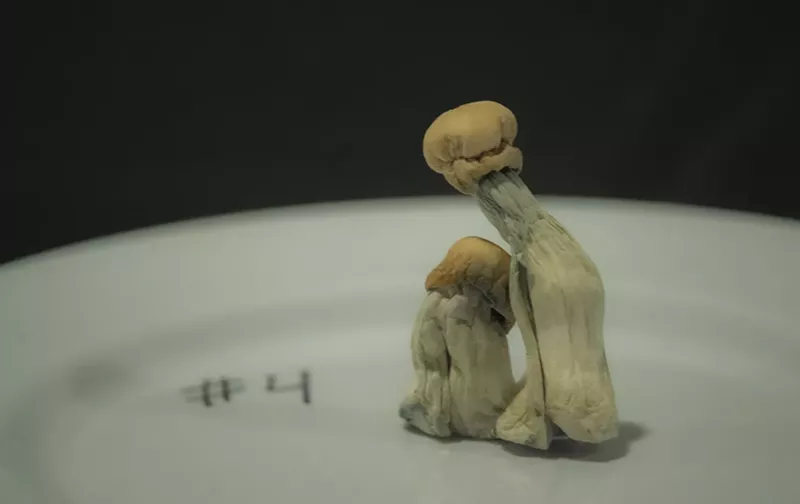 Image: Two psychedelic psilocybin mushrooms with golden caps on a plate