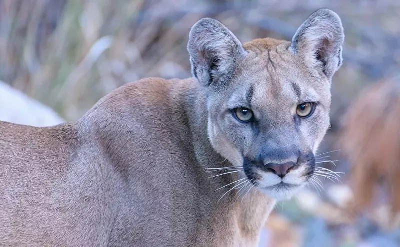 Image: Analysis: Colorado Voters Weigh a Ban on Hunting Mountain Lions as Attitudes Toward Wild Predators Shift