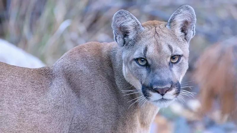 Image: mountain lion closeup