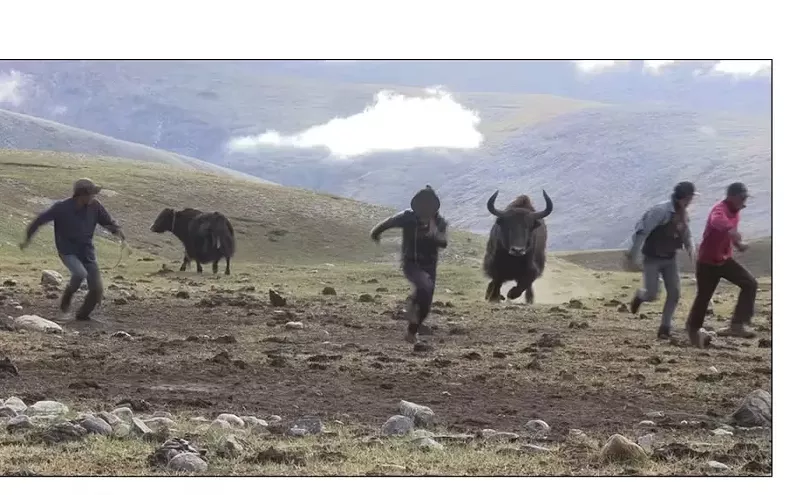 Image: Analysis: When Endangered Animals Try to Mate With Domestic Relatives, Both Wildlife and People Lose