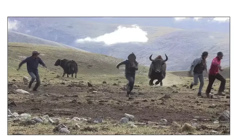 Image: wild yak charges herders attempting to protect domestic female yaks