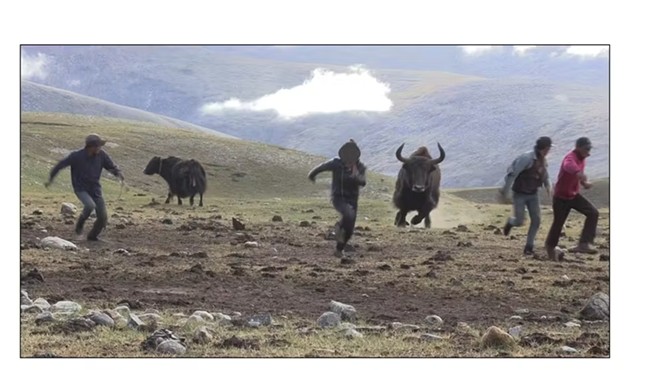 wild yak charges herders attempting to protect domestic female yaks