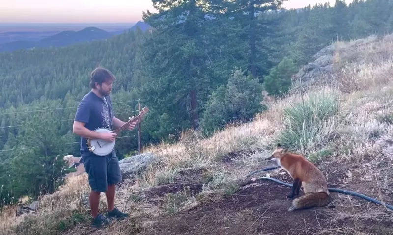 Image: In a viral video, Andy Thorn plays for Foxy the fox at sunset.
