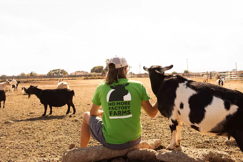 Image: A volunteer with Pro-Animal Future sits beside a sheep at Broken Shovels Sanctuary.