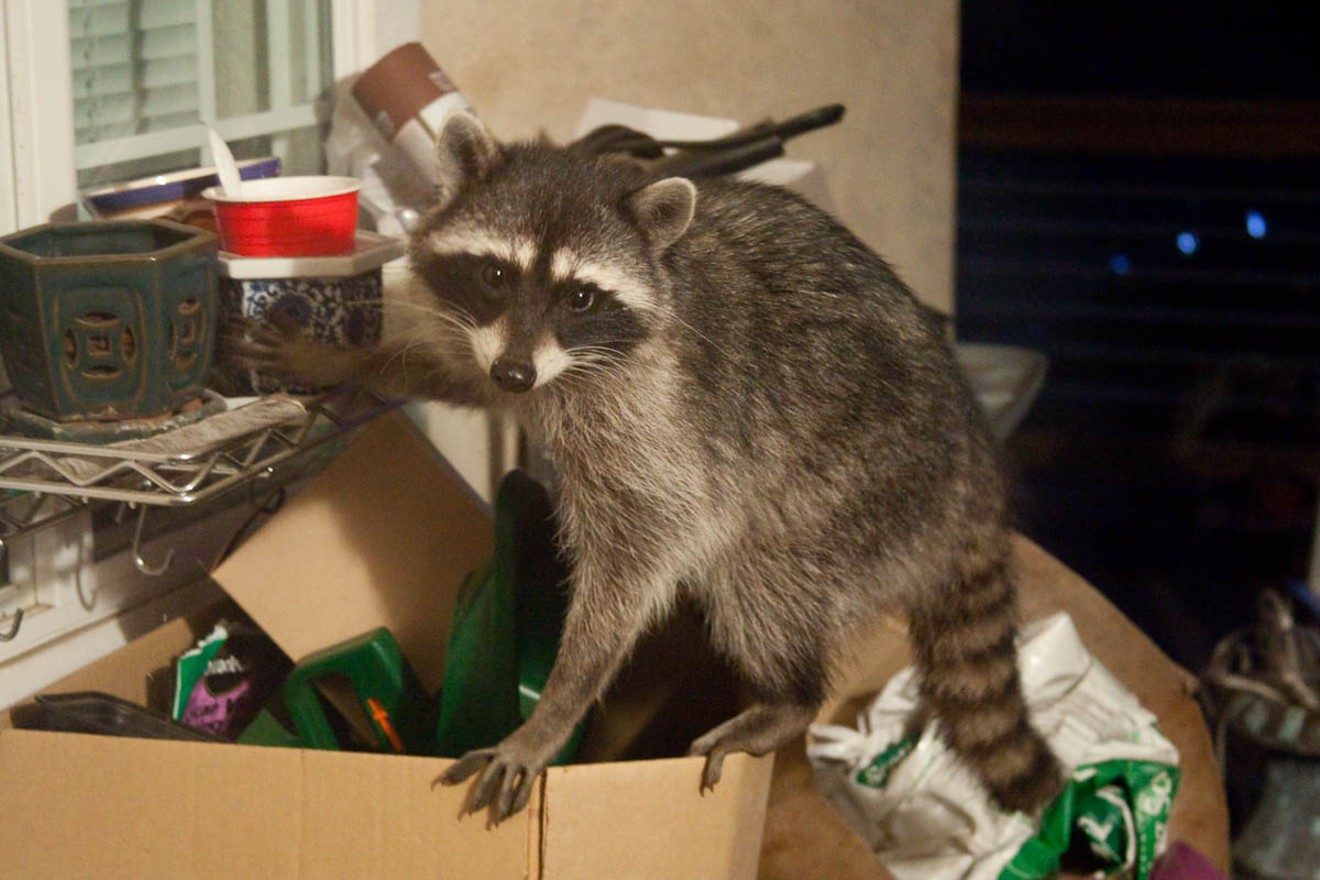 You can't keep a raccoon as a pet in Denver.
