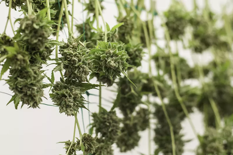 Image: Cannabis buds hang to dry after harvest