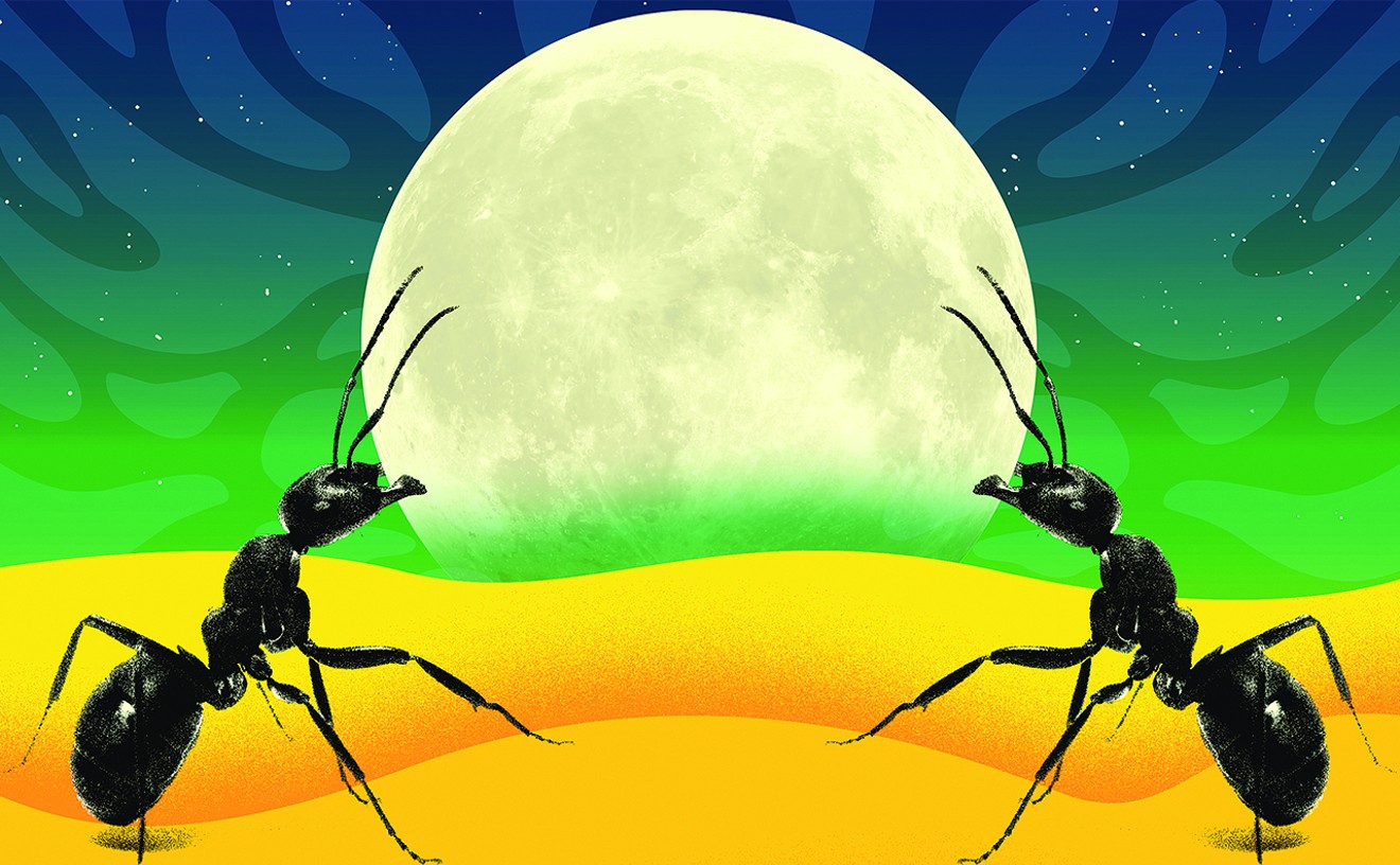 Ant Life Explores Colorado's Psychedelic Possibilities