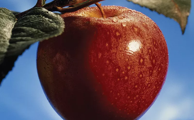 Image: Pome on the Range: Boulder Apple Tree Project Bites Into County's Seedy Past