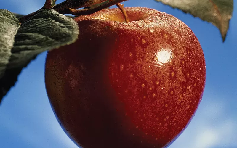 Image: apple up close