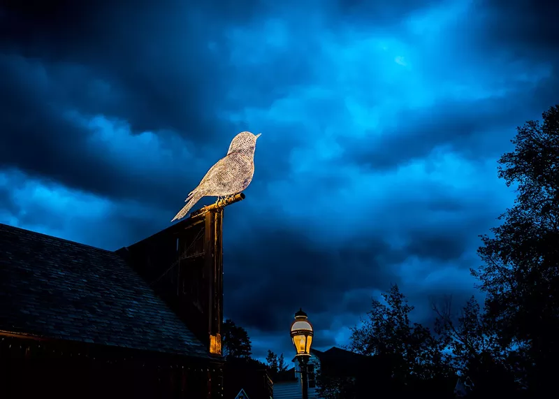 Image: Cédric Le Borgne, The Birds.