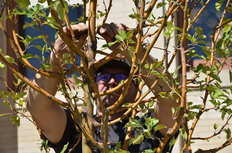 Image: Sam Van Aken grafting multiple heritage apple varieties on one tree at the Agricultural Heritage Center in Longmont.