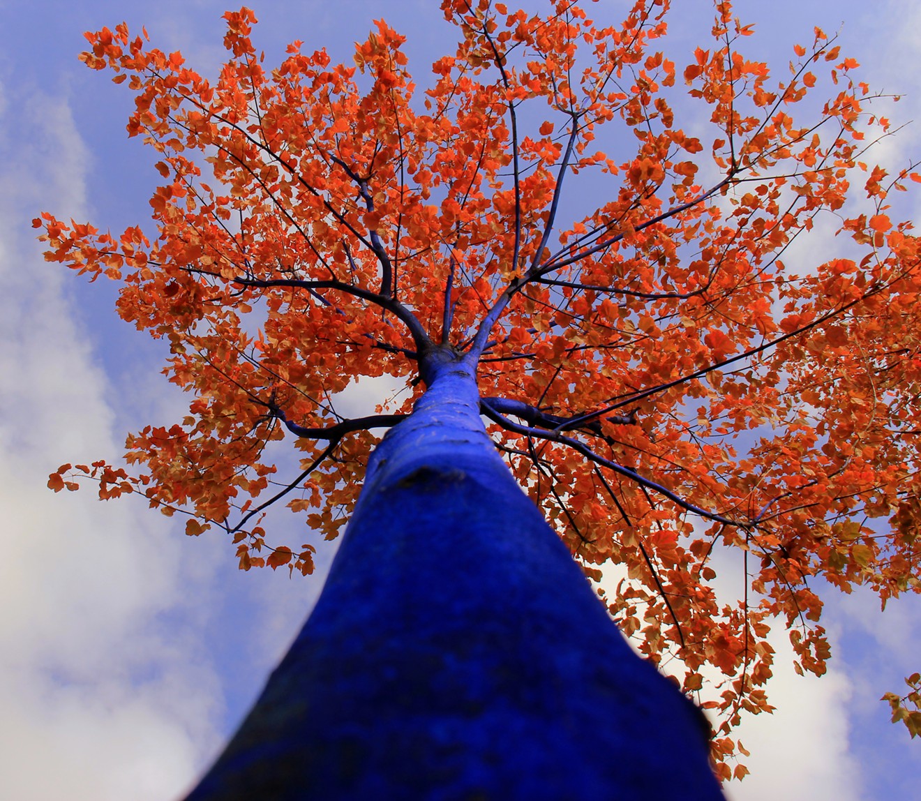 Konstantin Dimopoulos, blue tree with autumn foliage.