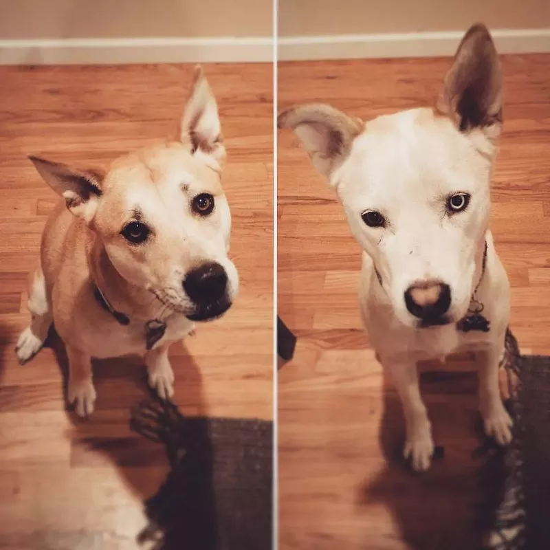 Image: Duran says her two dogs are inside when the mailman walks by.