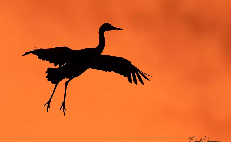 Image: As Birdwatching Takes Wing in Colorado, Here's Where to Start