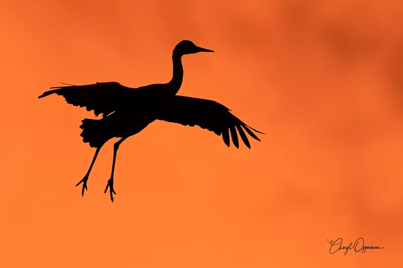 Image: The greater sandhill crane inspired a festival.