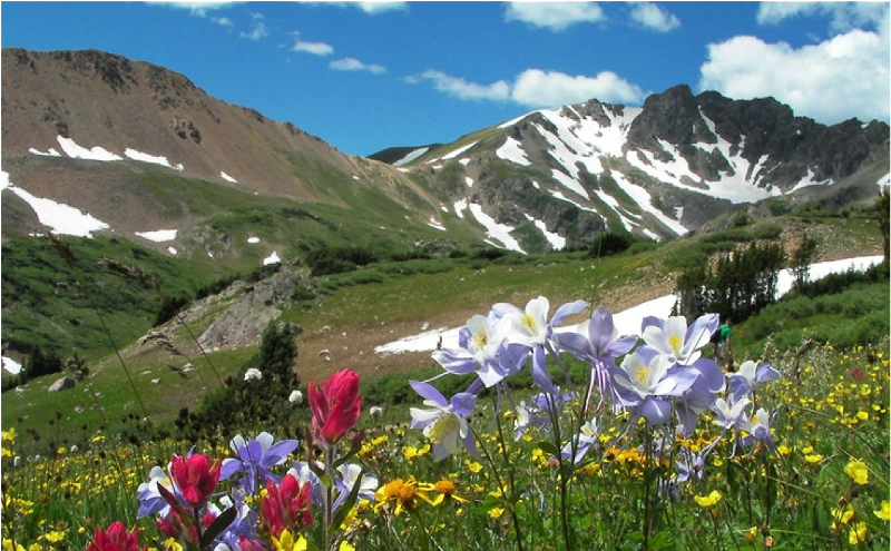 Image: As Wildflowers Abound, Watch Out for These Seriously Toxic Front Range Plants