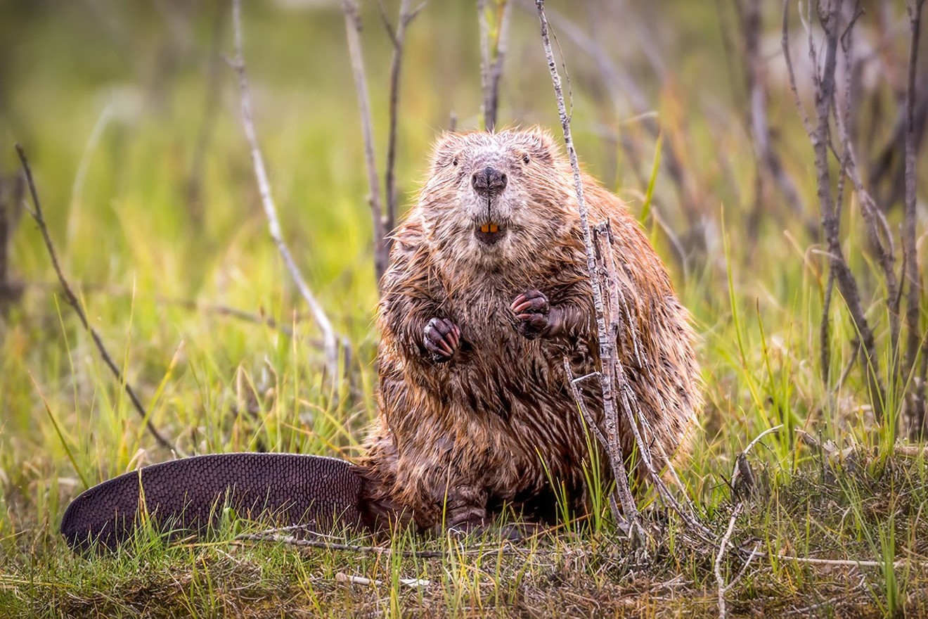 A beaver in its natural habitat.