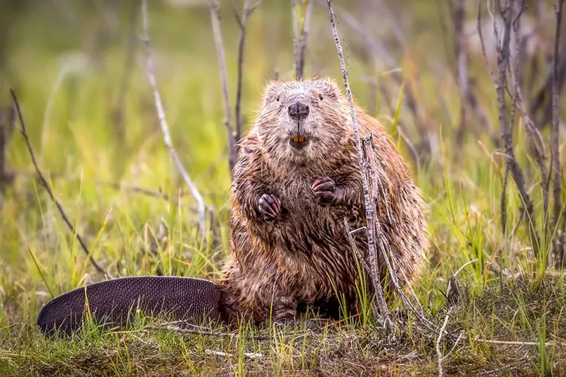 Image: A beaver in its natural habitat.