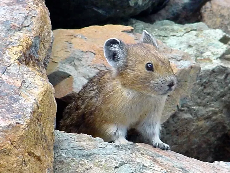 Image: The Boulder Ensemble Theatre Company's Science Shorts includes four plays at the intersection of art and science (including one that looks at what humans can learn from the pika).