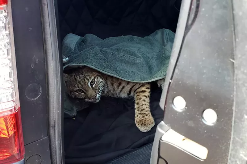 Image: Wildlife Tip One: Don't let predators in the back seat of your SUV.