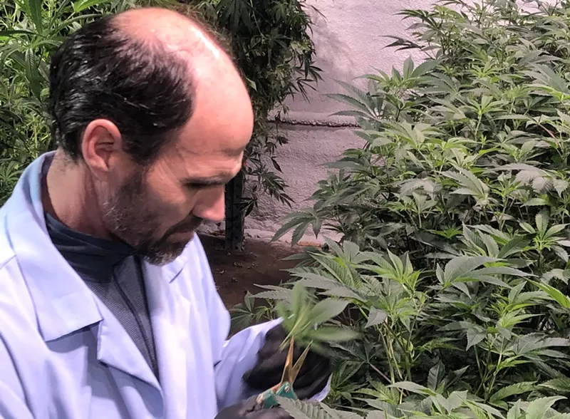 Image: Prima Cannabis co-owner Ron Stevens cuts clones in the company’s new cultivation on Ivy Street.