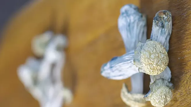 Blue magic mushrooms with psilocybin