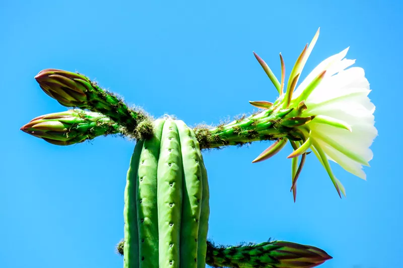Image: San Pedro cactus flower