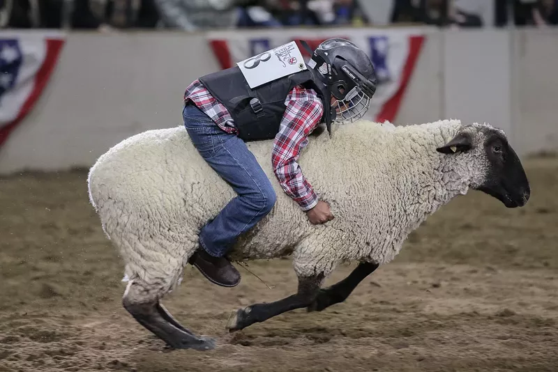 Image: A petition to end mutton bustin' at the National Western Stock Show has collected more than 72,000 signatures.