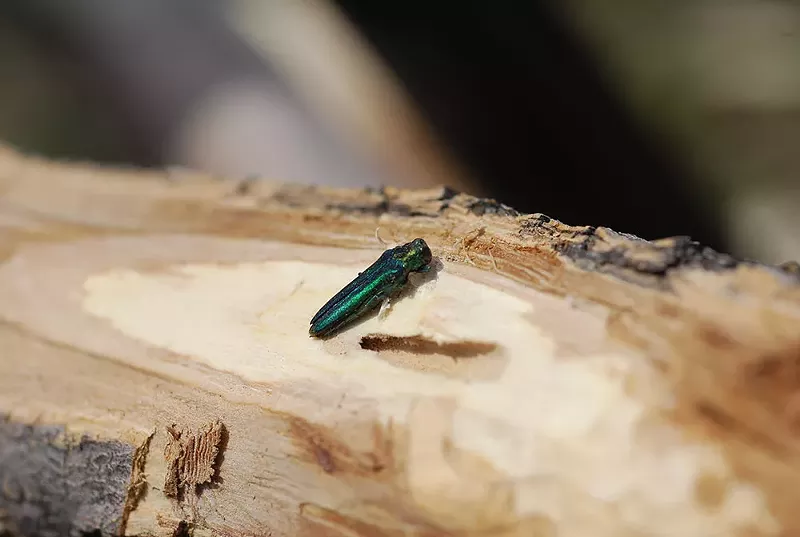 Image: emerald ash borer bug on tree stump