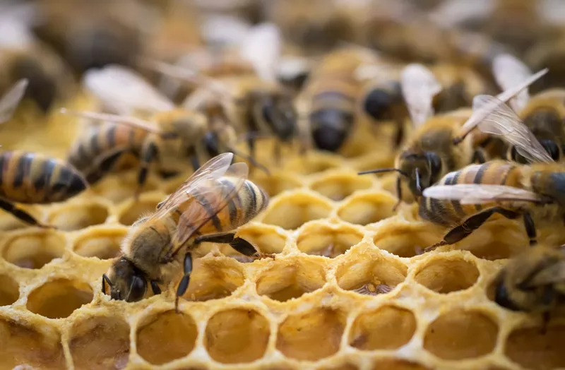 Image: Bees and other pollinators are a crucial part of the Colorado ecosystem.