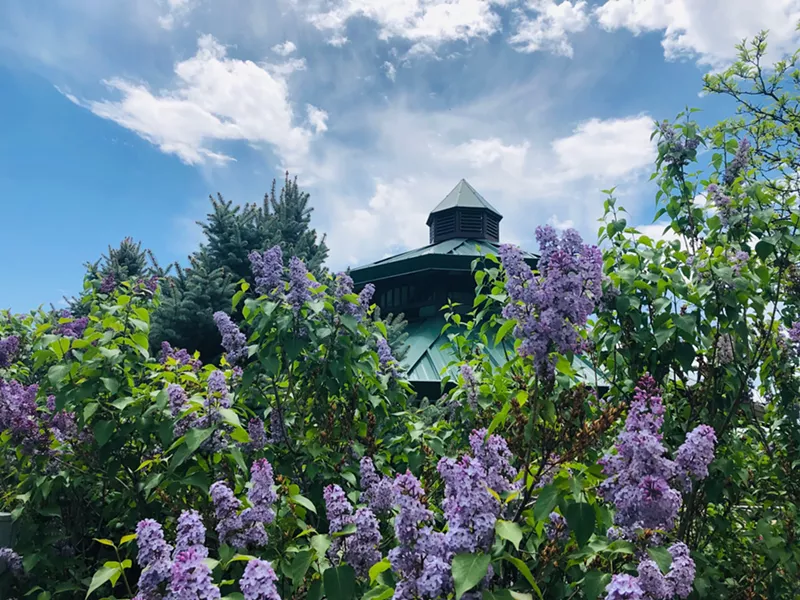 Image: Lilacs from the Butterfly Pavilion's current pollinator gardens outside the nonprofit's location in Westminster.