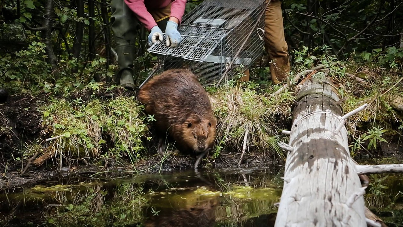 A beaver being released back into the wild in The Beaver Believers.