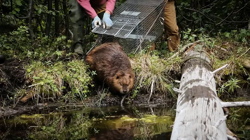 Image: A beaver being released back into the wild in The Beaver Believers.
