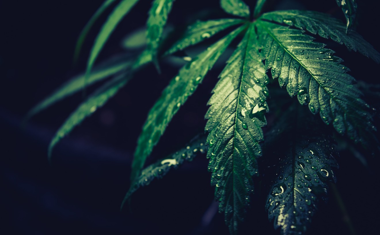 Can Cannabis Plants Mutate?